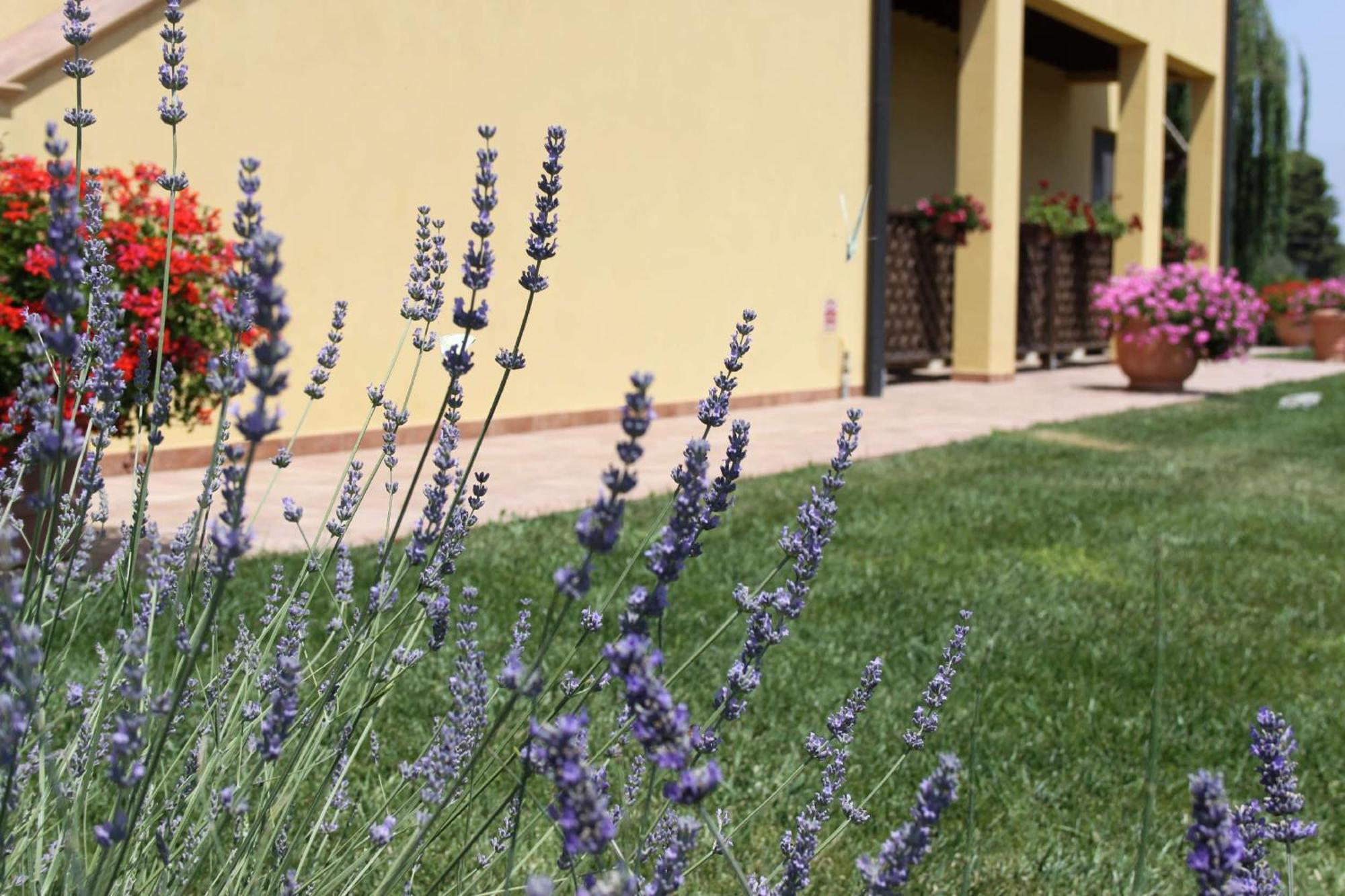 Апарт готель Podere Tre Cipressi Кампілья-Мариттіма Екстер'єр фото
